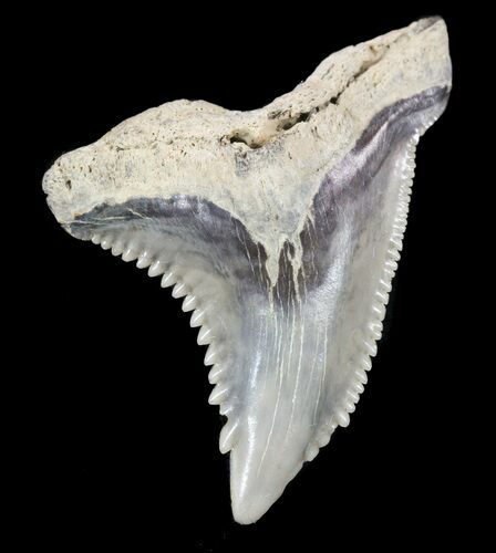 Large, Hemipristis Shark Tooth Fossil - Virginia #53485